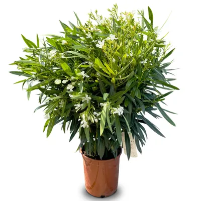 A potted plant with white flowers and green leaves.