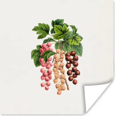 Produktbild von MuchoWow® Poster Obst - Weinlese - Beeren 50x50 cm - Wohnzimmerdekoration