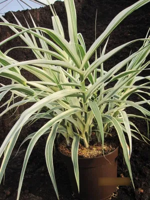 Produktbild von Arundo donax Variegata - Buntblättriges Pfahlrohr