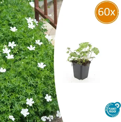 Obrázok produktu pre Pôdopokryvná rastlina – Geranium sanguineum 'Album' – 9 cm kvetináč – Sada 60 rastlín