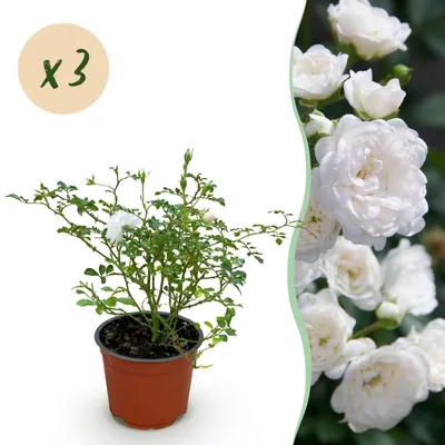 Produktbild von Gartenrose - Rosa White Fairy - Rose - Winterhart - Weiß - 3 Pflanzen - 20-30cm - Ø12cm - Gartenpflanze