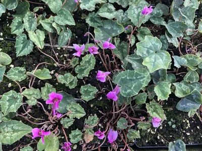 Image de 6 x Cyclamen Hed. 'Rose Pearls' - Cyclamen - en pot 9x9 cm
