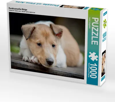Produktbild von CALVENDO Puzzle Kurzhaarcollie-Welpe | 1000 Teile Lege-Größe 64x48cm Foto-Puzzle für glückliche Stunden