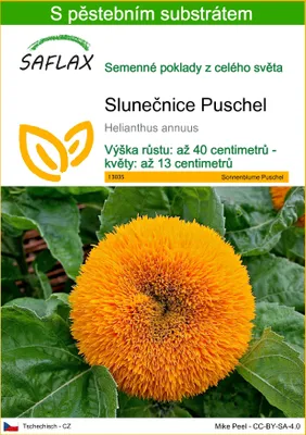 Obrázek produktu pro SAFLAX - Slunečnice Puschel - Helianthus annuus - 40 Semena - S pěstebním substrátem bez klíčků
