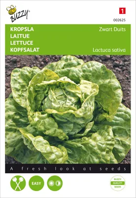 Produktbild von Kopfsalat Fürchtenichts | Kopfsalatsamen von Buzzy Seeds
