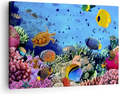 Produktbild von Bild auf Leinwand - Leinwandbild - Korallenriff - 70x50cm - Wand Bild - Wanddeko - Wandbilder - Leinwanddruck - Bilder - Kunstdruck - Wanddekoration - Leinwand bilder - Wandkunst - AA70x50-3569