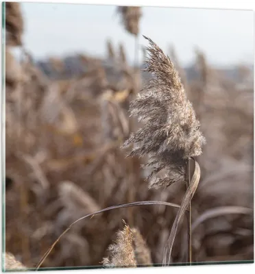 Produktbild von Bilder auf glas - Einteilig - Boho Ähren Gras - 70x70cm - Glasbilder - Wandbilder - Bilder - zum Aufhängen bereit - Wanddekoration aus Glas - Glas Bilder - Wandbild auf Glas - GAC70x70-4763