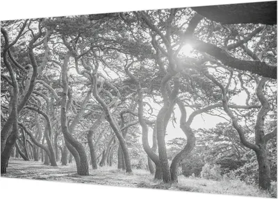Produktbild von Selbstklebende Fototapete - Wandbilder für Wohnzimmer - 416x254 - Dekorative Wandfolie - Modernes Design für Wanddekoration - Tapeten für Innenräume - Atmosphärischer Wald