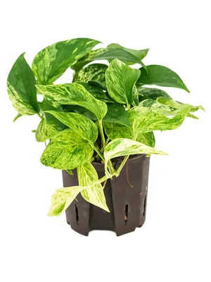 Obrázok produktu pre Nieuwkoop Europe BV Epipremnum Marble Queen, priemer 13 cm - hydropónia