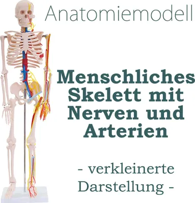 Produktbild von Anatomie Modell Skelett mit Nerven und Arterien Körper Mensch Medizin Skeleton Menschliches Skelett verkleinert 87 cm mit Ständer Anatomy Menschen MedMod