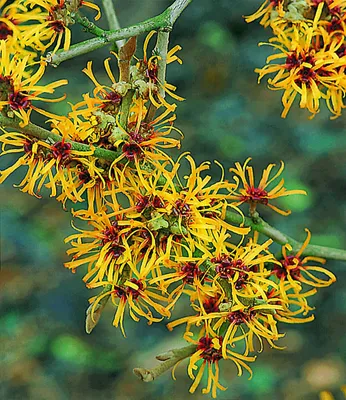 Produktbild von BALDUR Garten 1x Zaubernuss, Pflanze im 3 Liter-Topf, Hamamelis mollis Pallida, Winterblüher, winterhart, mehrjährig, pflegeleicht, blühend, duftend, Zierstrauch, leuchtende Herbstfärbung