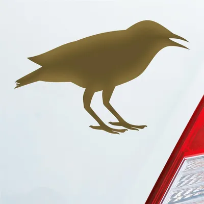 Produktbild von Auto Aufkleber Rabe Vogel Bird Vogelfreund 15x10 cm Gold Sticker Heckscheibenaufkleber