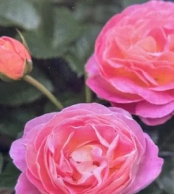 Produktbild von Edelrose - Rosa Dornburger Schlossrose - duftend - Tantau Rose - ADR-Rose