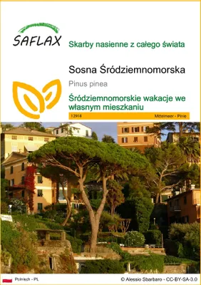 Zdjęcie produktu dla SAFLAX - Sosna Śródziemnomorska - 6 Nasiona - Pinus pinea
