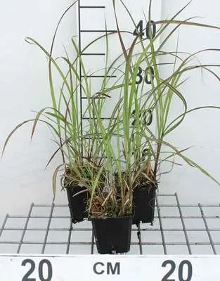 Produktbild von 6 x Miscanthus sin. 'Graziella' - Chinaschilf - Topf 9 x 9 cm
