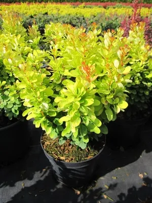 Produktbild von Berberis thunbergii Golden Rocket® - Gold-Berberitze Golden Rocket® 20-30cm