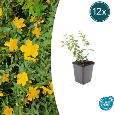 Imagen del producto de Cubresuelos - Hierba de San Juan - Hypericum dummeri 'Peter Dummer' - Maceta de 9 cm - Juego de 12 plantas