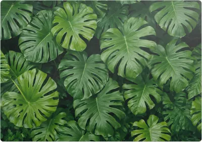 Produktbild von Monstera-Blätter – Bodenschutzmatte – Stuhlunterlage 100x100 cm – Rutschfest – Hartbodenmatte
