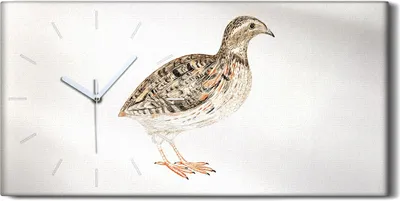 Produktbild von Wandbild Leinwand Bilder Wanduhr Geräuschlos 60x30 Zeichnung Tier Vogel Kunst - weiße Hände