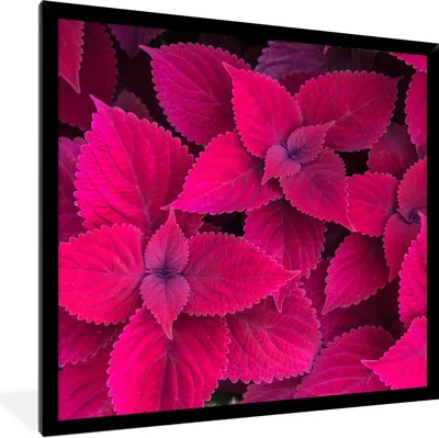 Produktbild von MuchoWow® Gerahmtes Poster Blätter - Abstrakt - Muster 40x40 cm - Poster mit Schwarzem Bilderrahmen Wandposter Rahmen Foto Bilder - Mit Rahmen - Wanddekoration Schlafzimmer
