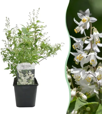Produktbild von GreenboutiQ - Sträucher - Deutzia Gracilis - Blüte Weiß - 1 Pflanze - Laubabwerfend - Wenig Pflege - Topf 17cm Höhe 45cm