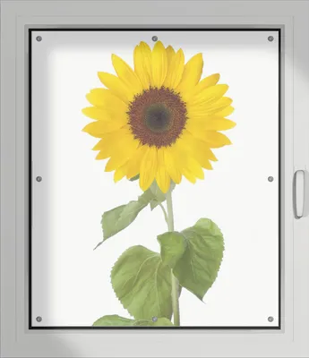 Produktbild von Wallario Lichtschutzbild, Dekorativer Sichtschutz Sonnenschutz 96 x 115 cm mit Motiv: Sonnenblume - Verdunklung ohne Bohren