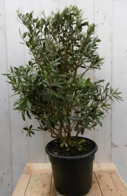 Productafbeelding van Olijfboom Olea Struik Europaea stamhoogte 50 cm en hoogte 90 cm Warentuin Natuurlijk