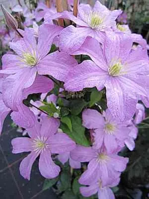 Produktbild von Clematis Comtesse de Bouchaud (60 - 100 cm) Waldrebe / Klematis
