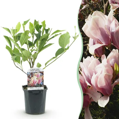 Produktbild von GreenboutiQ - Sträucher - Magnolia Soulangiana - Blüten Hellrosa - 1 Pflanze - Laubabwerfend - Wenig Pflege - Topf 17cm Höhe 45cm