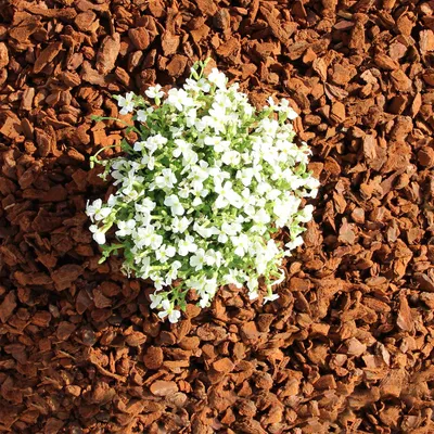 Produktbild von Premium Pinie 60 Liter in grob| Dekorativer Pinienmulch für Garten, Hochbeet, Pflanzen und Sträucher