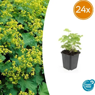 Zdjęcie produktu dla Alchemilla mollis | 24 sztuki - 10-25cm - Ø9cm - Roślina ogrodowa