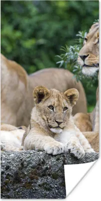 Produktbild von MuchoWow® Poster Löwen - Tiere - Jungtiere 60x120 cm - Wandschmuck