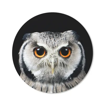 Produktbild von MuchoWow® Mauspad Mousepad Nahaufnahme Eule 40x40 cm - Mousepads - Maus Mat - Pad - Mausunterlage - Schreibtisch Accessoires
