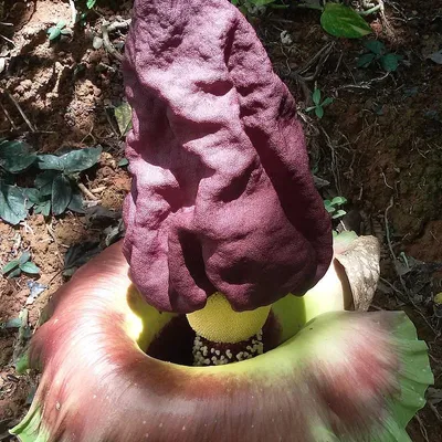 Obrázek produktu pro Hlíza sloního květu (Amorphophallus paeoniifolius)  – 3 semena