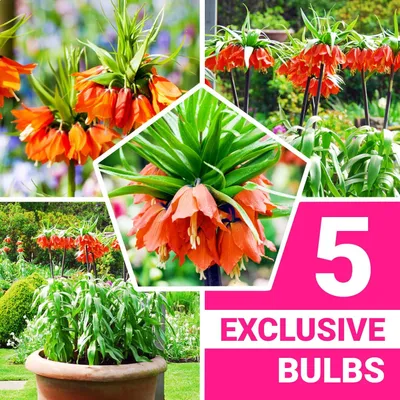 Produktbild von Kaiserkronen Knollen Mehrjährig - Fritillaria Imperialis Orange - 5 Blumenzwiebeln - Echte Pflanzen aus Holland - für Garten und Topf (große Knollen, kein Samen und nicht künstlich)