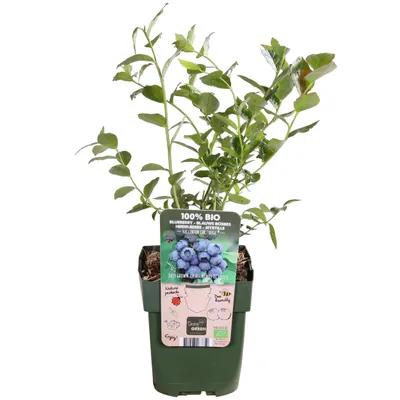 Produktbild von Vaccinium Corymbosum 'Reka' - Heidelbeere