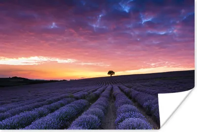 Produktbild von MuchoWow® Poster Lila Wolken an einem Lavendelfeld 120x80 cm - Bilder