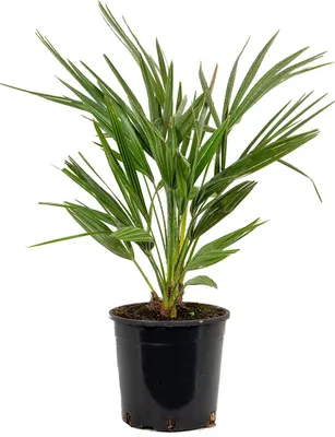 Produktbild von Bloomique - Chamaerops Humilis - Europäische Zwergpalme - Palmen Winterhart Draußen - Höhe 60-70 cm - Topf 19 cm