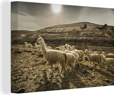Produktbild von OneMillionCanvasses® - Leinwandbilder - 140x90 cm, Lamas in der Colca-Schlucht in Peru, Wandbilder Kunstdruck Wanddekoration - Foto auf Leinwand - Gemälde auf Holzrahmen