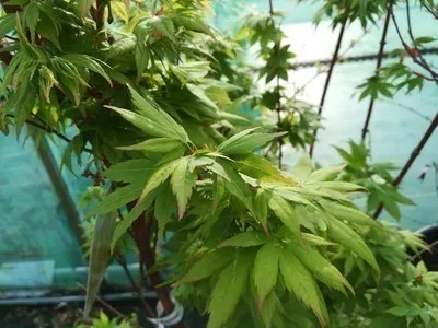 Obrázok produktu pre Acer palm 'Sangokaku' ('senkaki') - Japonský javor 50- 60 cm kontajner