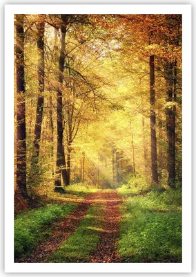 Produktbild von Poster - Poster ohne Rahmen - Wald Baum Natur - 70x100 cm - Wand Bild - Wanddeko - Wandbilder - Kunstposter - Wandposter - Bilder - Kunstdruck - Wanddekoration - Wandbild - P2XPA70x100-3718