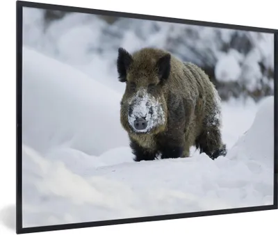 Produktbild von MuchoWow® Gerahmtes Poster Wildschwein - Schnee - Tier 90x60 cm - Poster mit Schwarzem Bilderrahmen Wandposter Rahmen Foto Bilder - Fotorahmen - Foto-Plakat