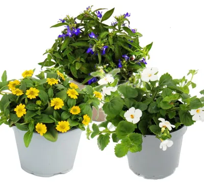 Zdjęcie produktu dla 3 różne wiszące rośliny balkonowe - 11cm - Lobelia-Sutera-Sanvitalia