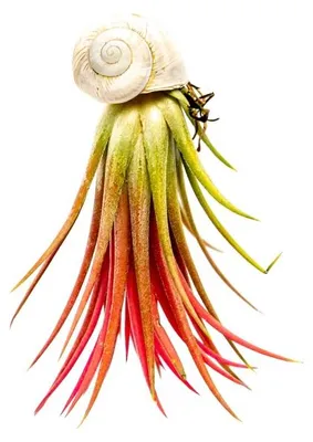 Obrázok produktu pre Gardners Šnek s Tillandsií Ionantha red