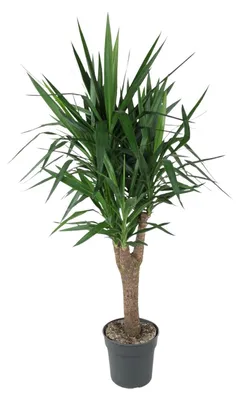 Produktbild von Yucca Elephantipe verzweigt - 140-150cm - Ø31cm - Zimmerpflanze - Immergrün