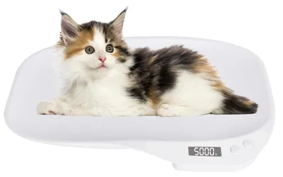 Immagine prodotto di Bilancia digitale per animali domestici, bilancia per piccoli animali, bilancia per cani fino a 15 kg, bilancia digitale per gatti, 4 modalità di pesatura, bilancia digitale, bilancia da cucina, bilancia per bambini, adatta per gatti, cani, uccelli e piccoli animali. FUNZIONA SENZA BATTERIE