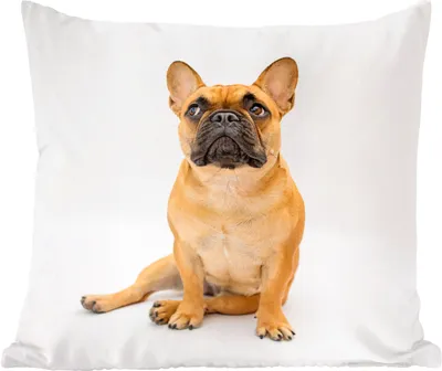 Produktbild von MuchoWow® Zierkissen Sofakissen Wohnzimmer Dekokissen 45x45 cm Französische Bulldogge - Weiß - Braun - Schlafpolster - Polster für das Sofa
