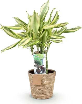 Zdjęcie produktu dla Dracaena fragrans Diamond Dream 50–55 cm, 17 cm, w ozdobnym koszyku