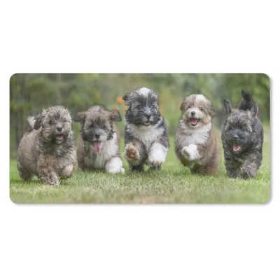 Produktbild von MuchoWow® Mauspad Mousepad Welpen - Hunde - Tiere 60x30 cm - Mousepads - Maus Mat - Pad - Mausunterlage - Nachhaltig