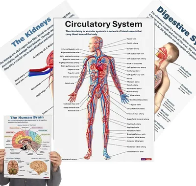 Productafbeelding van Anatomie Poster Set - Menselijke Lichaamsposters - Onderwijs en Studie - 16 Gedetailleerde Spierkaarten - 26 x 20.8 cm - Uniek